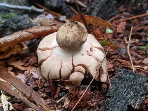 Geastrum rufescens (Photo 2 of 10)