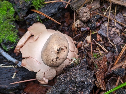 Geastrum rufescens (Photo 3 of 10)