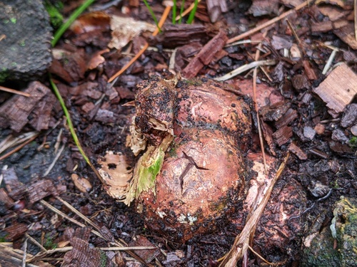 Geastrum rufescens (Photo 5 of 10)