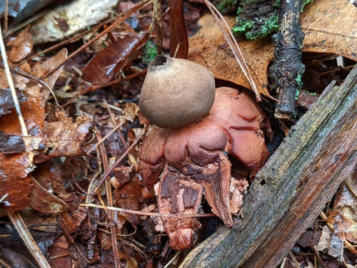 Geastrum rufescens (Photo 4 of 10)