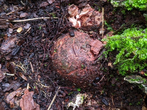 Geastrum rufescens (Photo 6 of 10)