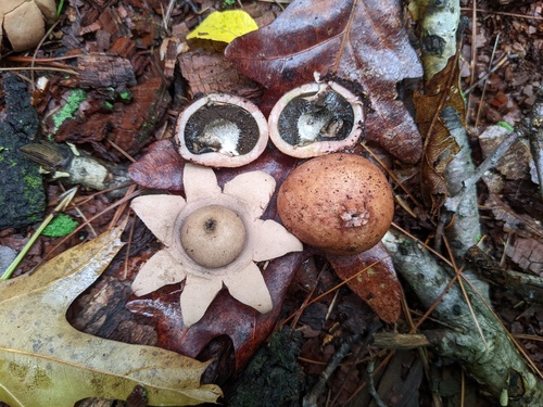 Geastrum rufescens (Photo 9 of 10)