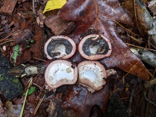 Geastrum rufescens (Photo 10 of 10)