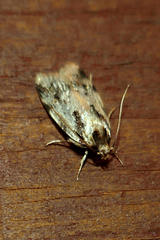 Barea basigramma