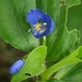 Commelina benghalensis - Photo (c) V.Arun,  זכויות יוצרים חלקיות (CC BY-NC), הועלה על ידי V.Arun