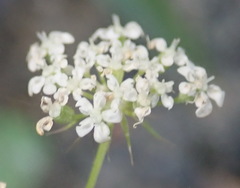 Große Knorpelmöhre (Ammi majus): Herkunft und Verwendung — Foto 3