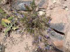 Wahlenbergia subulata