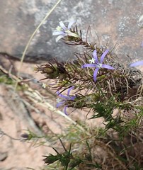 Wahlenbergia subulata
