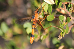 Neocyrtopogon