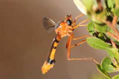 Neocyrtopogon