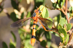 Neocyrtopogon