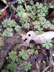 Hydrocotyle dissecta