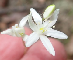 Ornithogalum rogersii