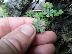 Hydrocotyle dissecta