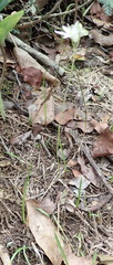 Ornithogalum rogersii
