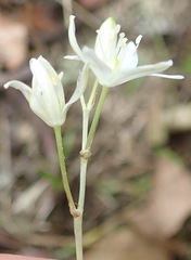 Ornithogalum rogersii