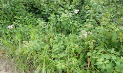 Gymnanthemum capense