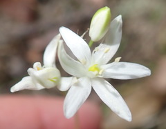 Ornithogalum rogersii
