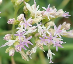 Gymnanthemum capense