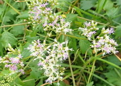 Gymnanthemum capense