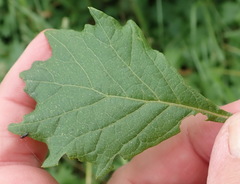 Gymnanthemum capense