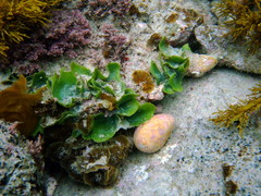 Dictyosphaeria sericea