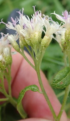 Gymnanthemum capense