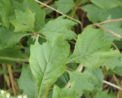 Gymnanthemum capense