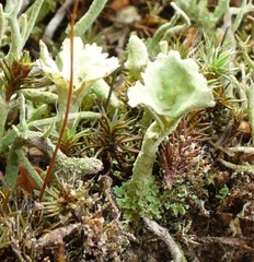 Cladonia deformis