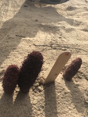 Cynomorium coccineum