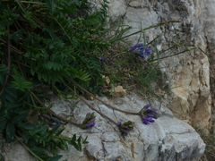 Oxytropis montana