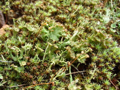 Cladonia phyllophora
