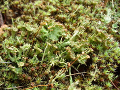Cladonia phyllophora