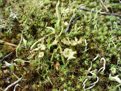 Cladonia phyllophora