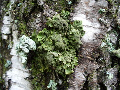 Melanohalea olivacea