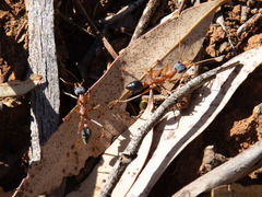Myrmecia nigriceps
