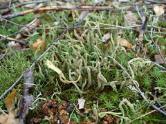 Cladonia cornuta