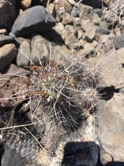 Sula Vanderplank, CC BY, iNaturalist via GBIF Cochemiea poselgeri, photograph Sula Vanderplank, CC BY, iNaturalist via GBIF