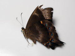 Papilio pericles