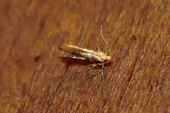 Pyroderces