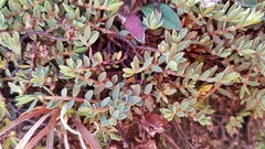 Pimelea prostrata
