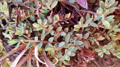 Pimelea prostrata
