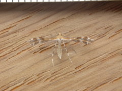 Stangeia xerodes