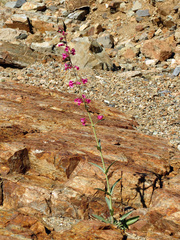 Penstemon parryi