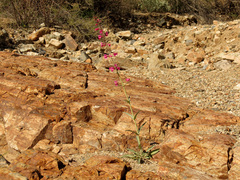 Penstemon parryi