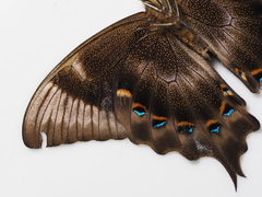 Papilio pericles