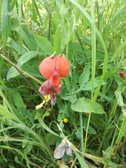 Lathyrus pseudocicera