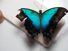 Papilio pericles