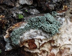 Lecanora saligna