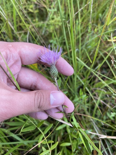 Image of Cirsium virginianum by (c) Brandon Corder, some rights reserved (CC BY)